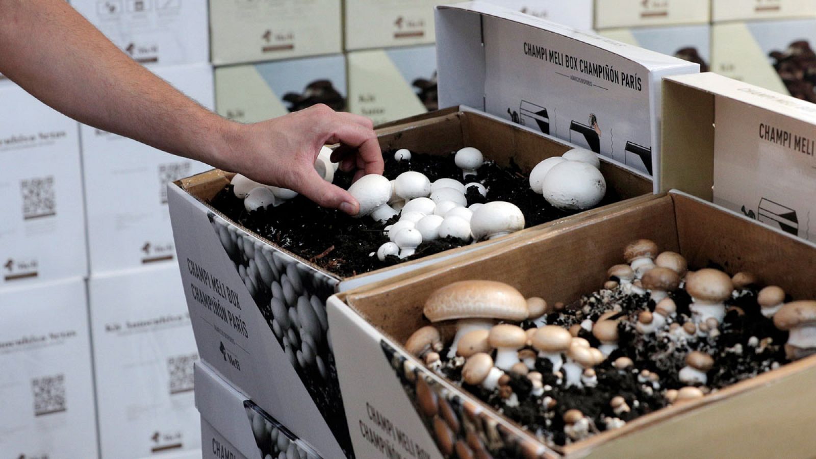 Cajas de autocultivo de champiñones en una feria en Valencia