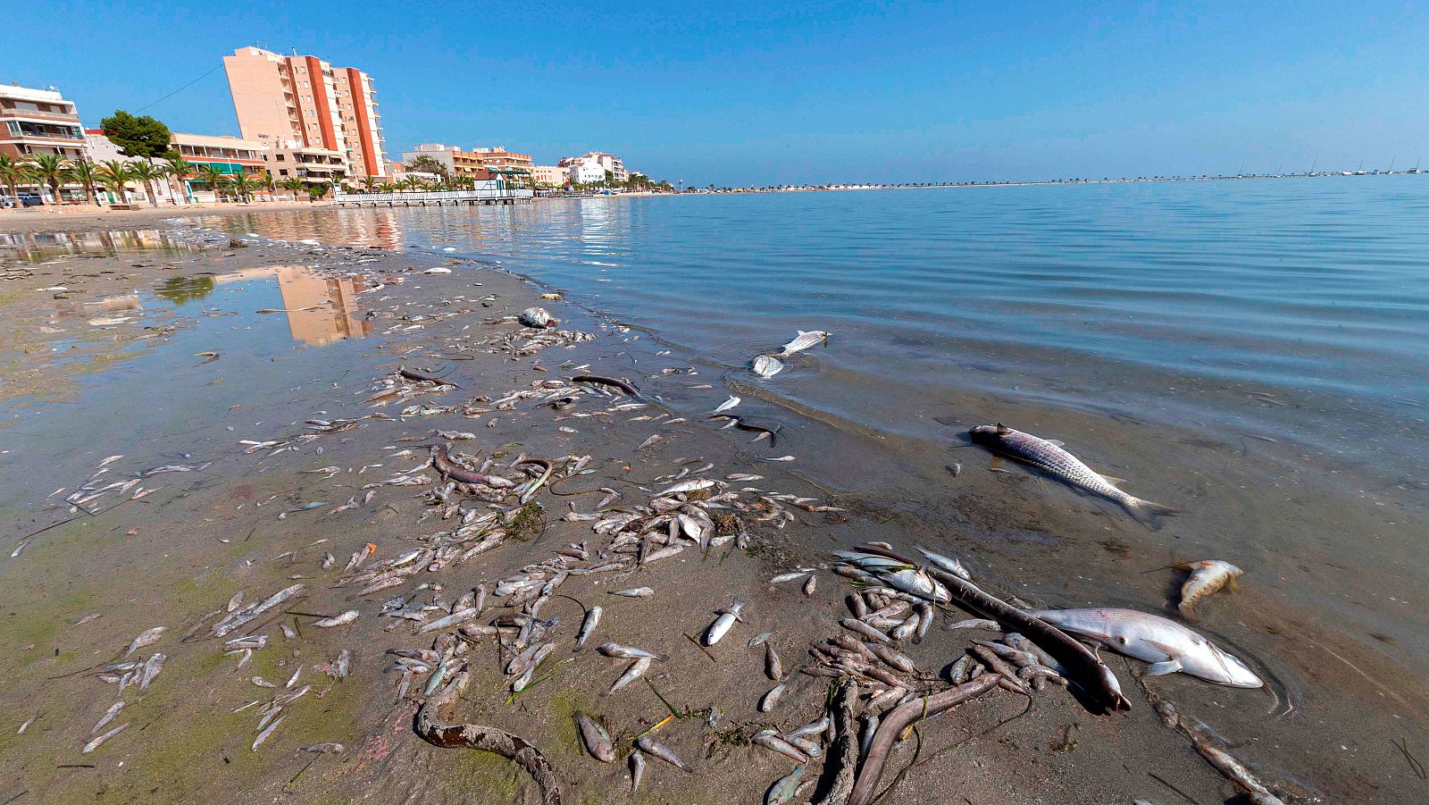 Miles de peces muertos en la orilla del Mar Menor