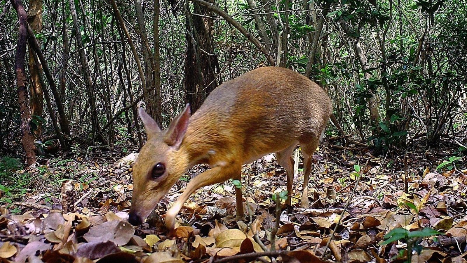 Fotografía tomada por una de las cámaras trampa instaladas por el equipo científico. 
