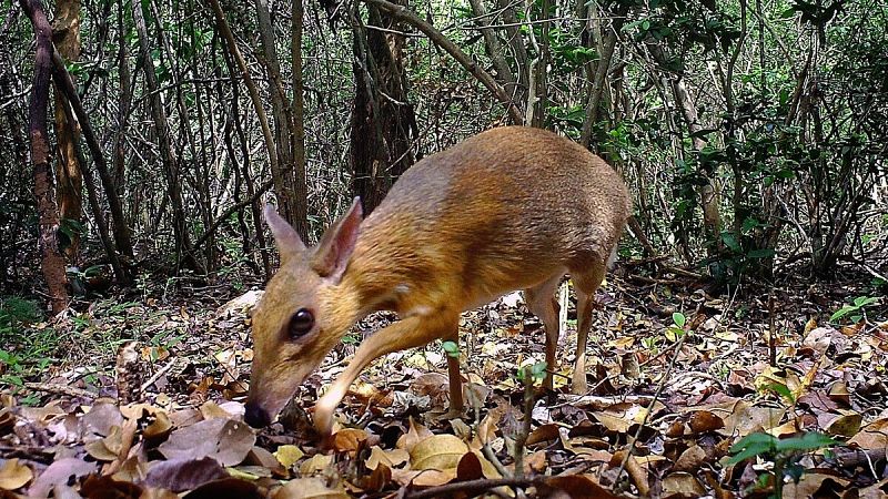 El ciervo ratón, que se creía extinto, reaparece en Vietnam después de 30 años