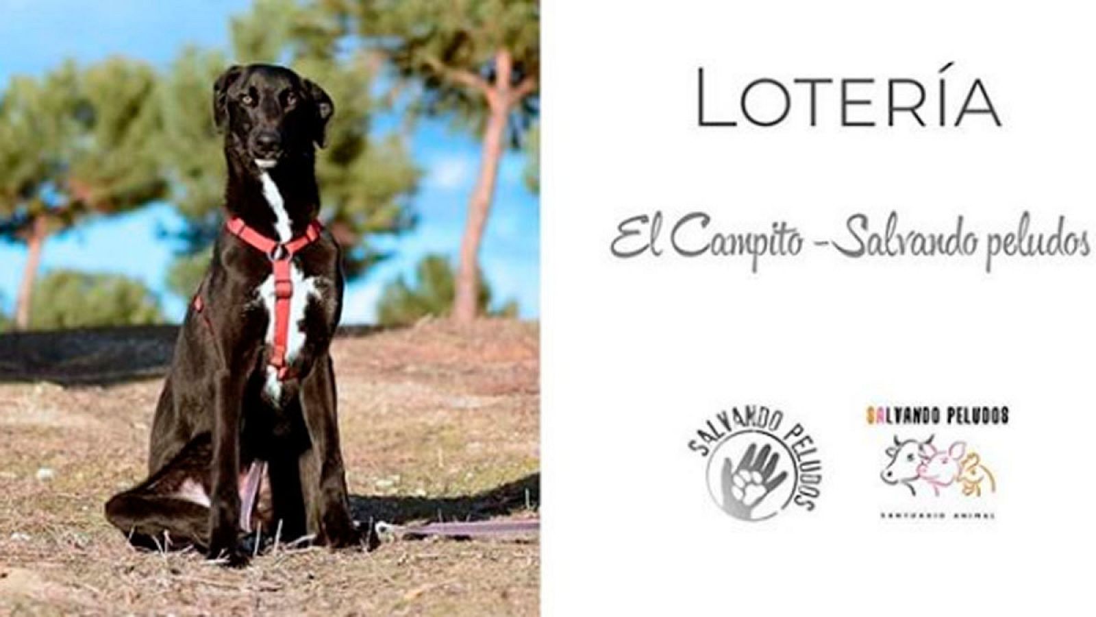 "Salvando Peludos", una pequeña protectora de animales que se financia con "lotería social"