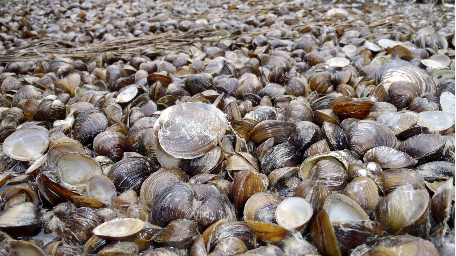 Almejas asiáticas colman el cauce del río Ebro