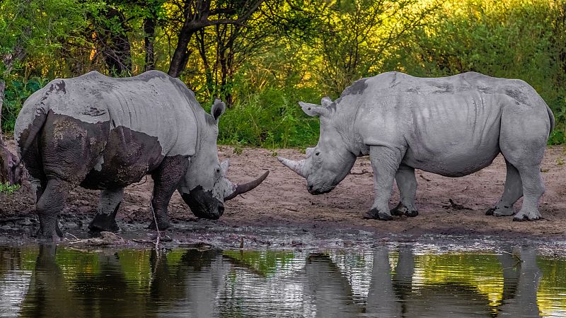 La caza furtiva de rinocerontes se dispara en Botsuana