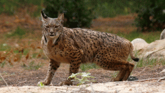 La población de lince ibérico creció más de un 22% durante 2019