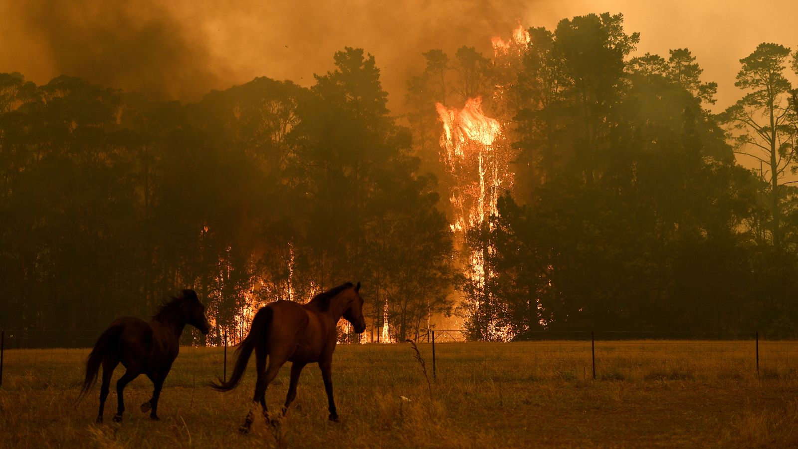 Caballos huyendo de las llamas en Nueva Gales del Sur