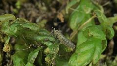 Mosquitos invasores en la Antártida
