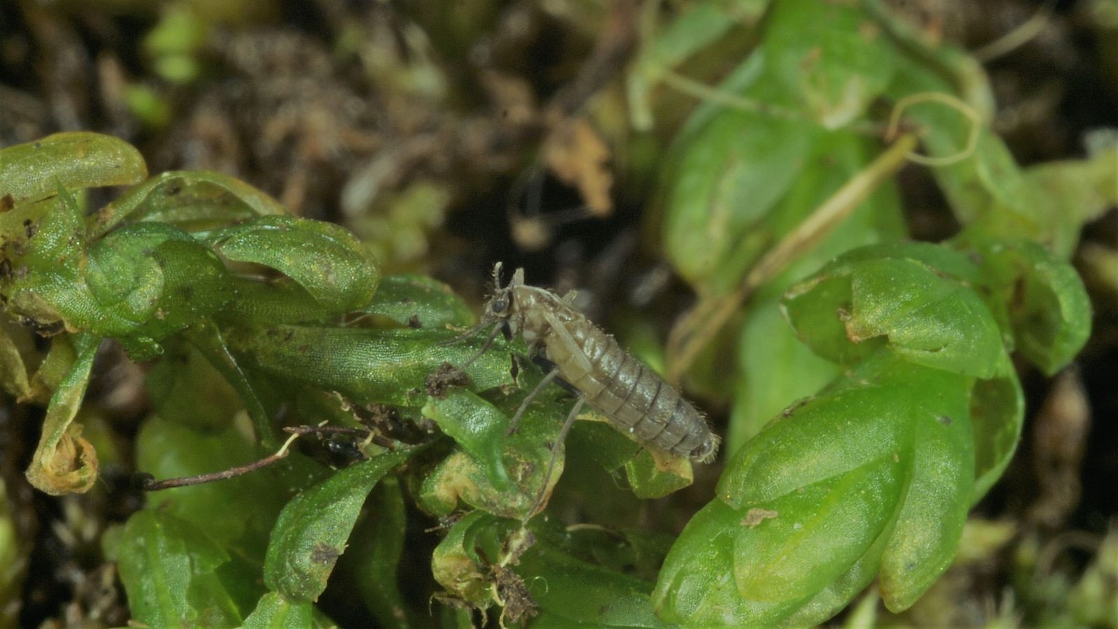 Eretmoptera murphyi alcanza densidades de más de cientos de miles por metro cuadrado en la isla antártica de Signy.