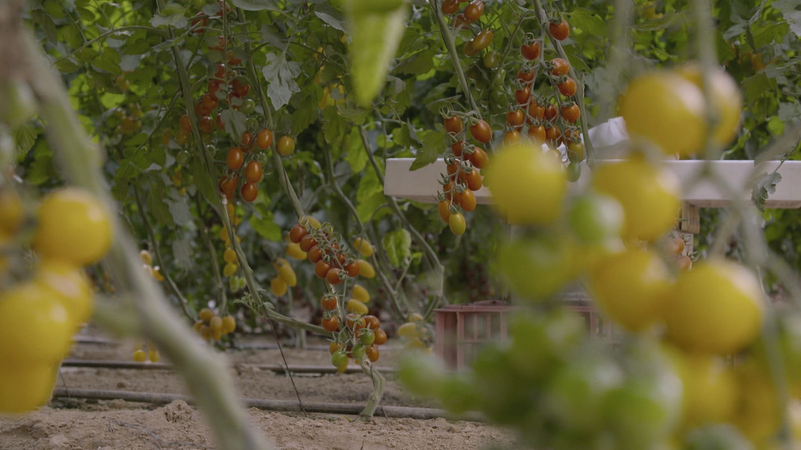 Tomates en rama