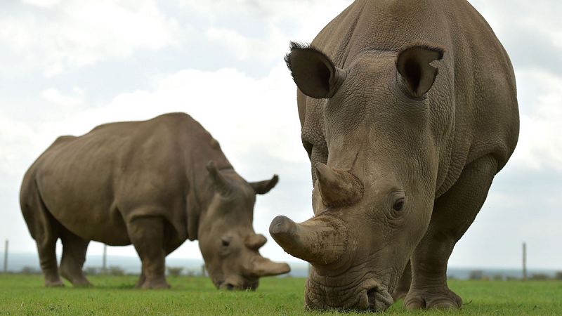 Científicos crean un tercer embrión viable de rinoceronte blanco del norte