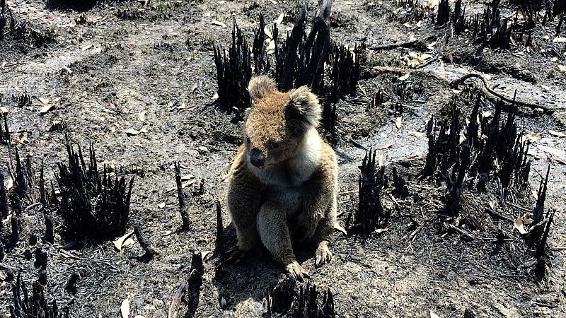 La llegada de fuertes lluvias da un respiro a Australia