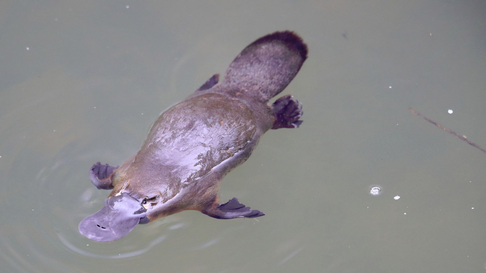 El ornitorrinco es un animal endémico de Australia, con pico de pato y cola de castor.
