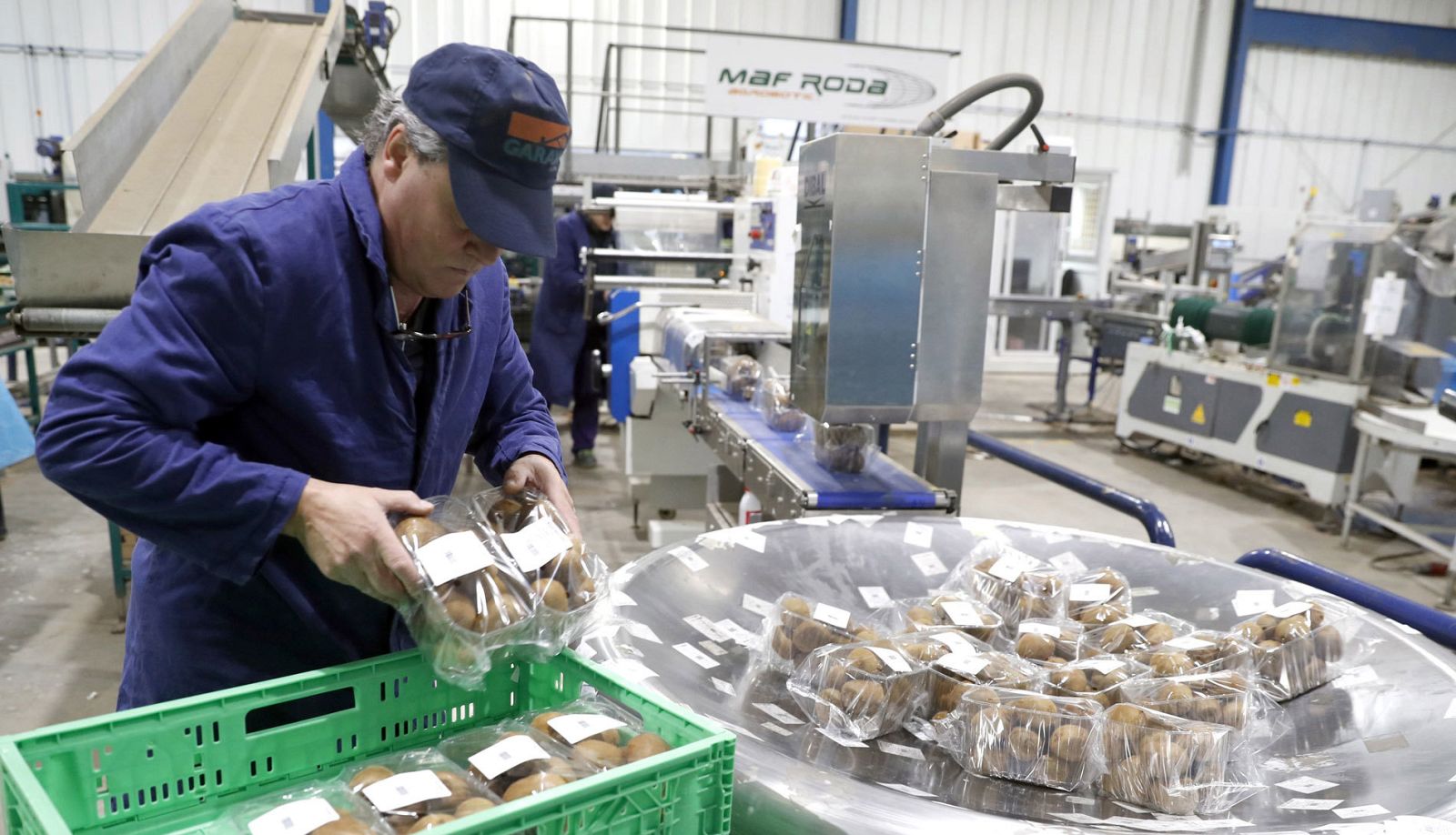 Un trabajador empaqueta kiwis en una cooperativa hortifrutícola