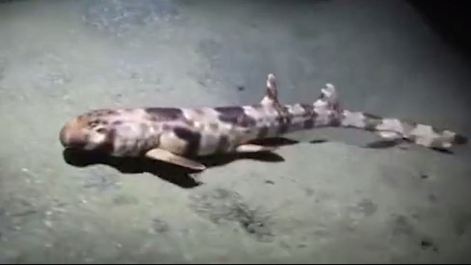 Descubiertas cuatro nuevas especies de tiburones que caminan sobre sus aletas