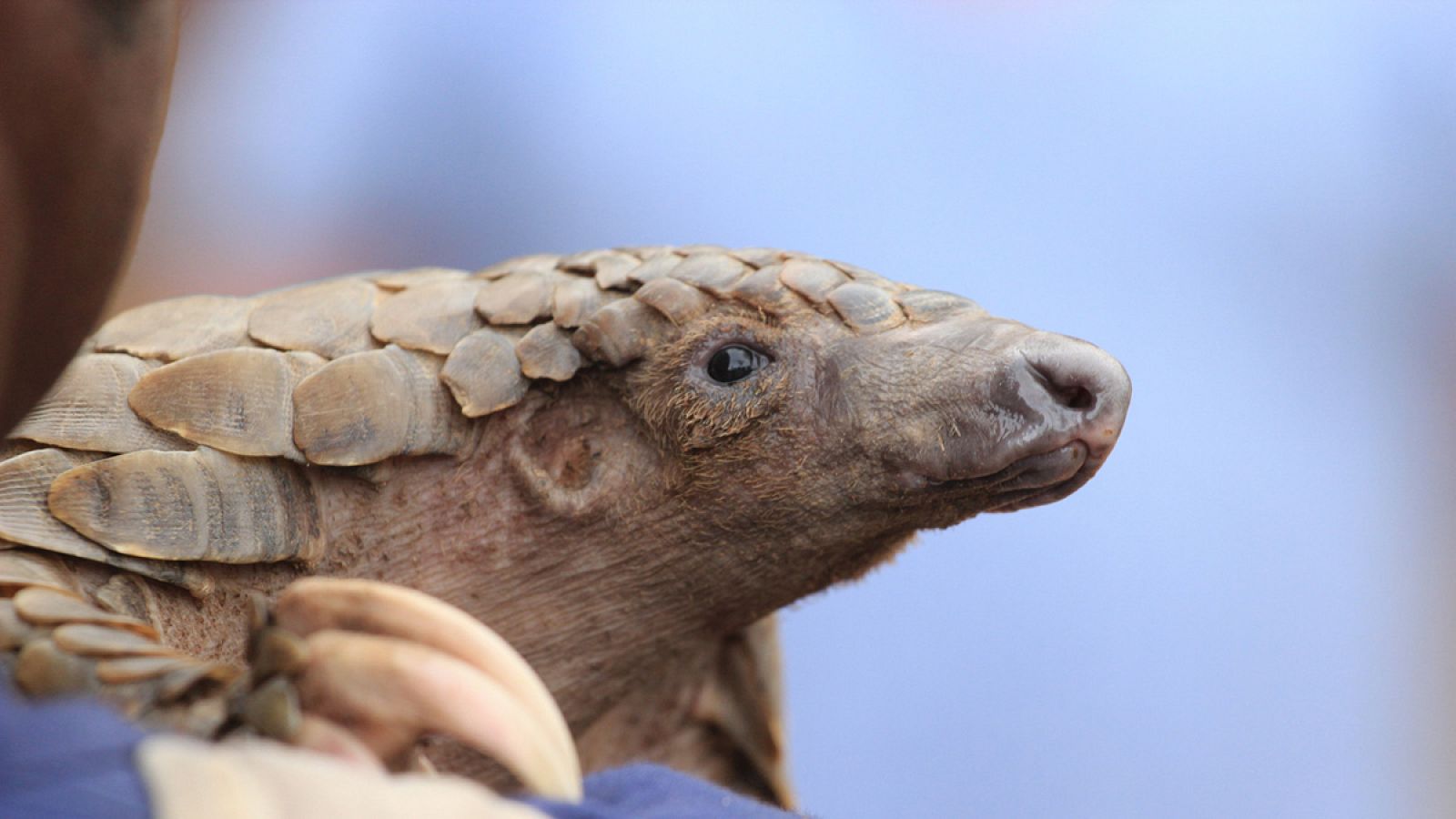 Un pangolín en manos de su cuidador en Zimbabue