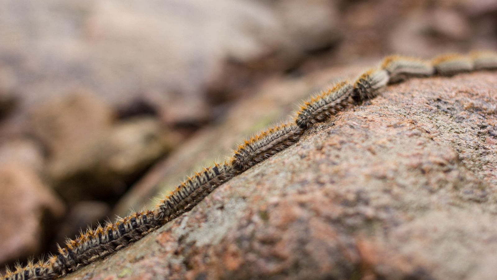 Oruga Procesionaria del Pino.