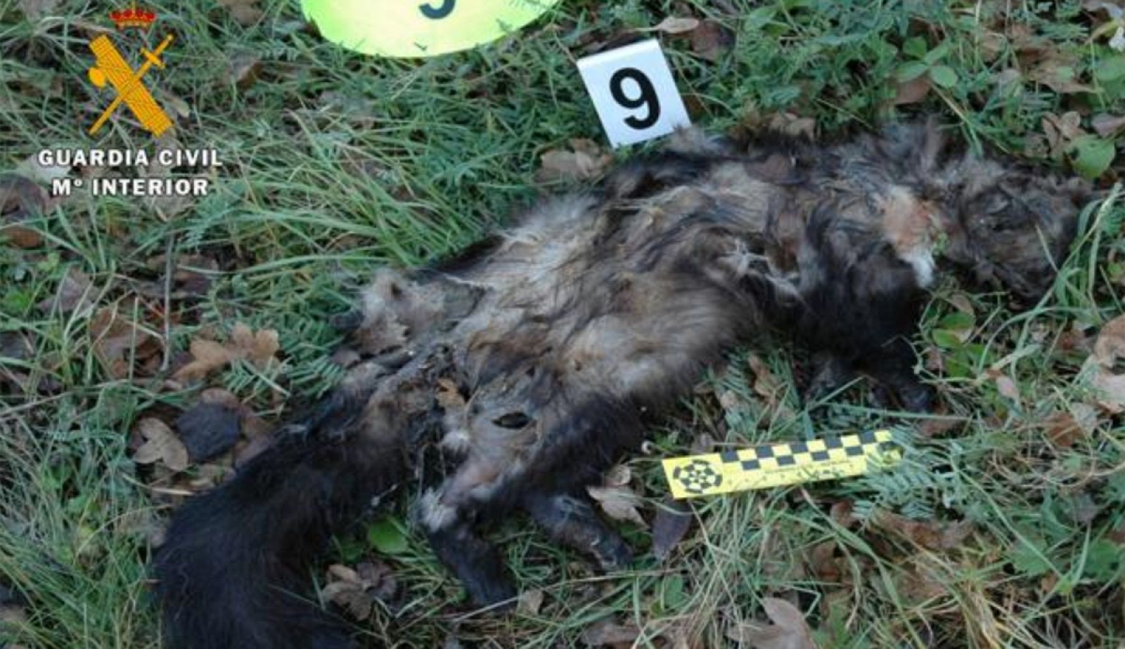 Imagen compartida por la Guardia Civil en su perfil de Twitter