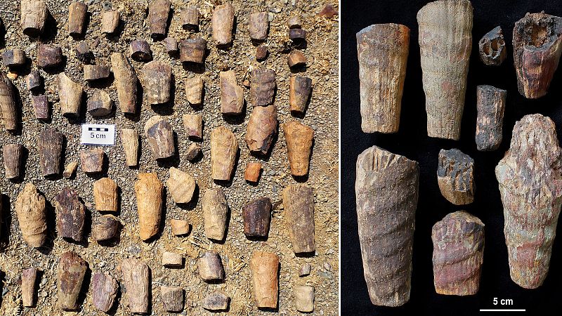 Un equipo de científicos descubre en Cabañeros un "raro fósil marino" de hace 465 millones de años 