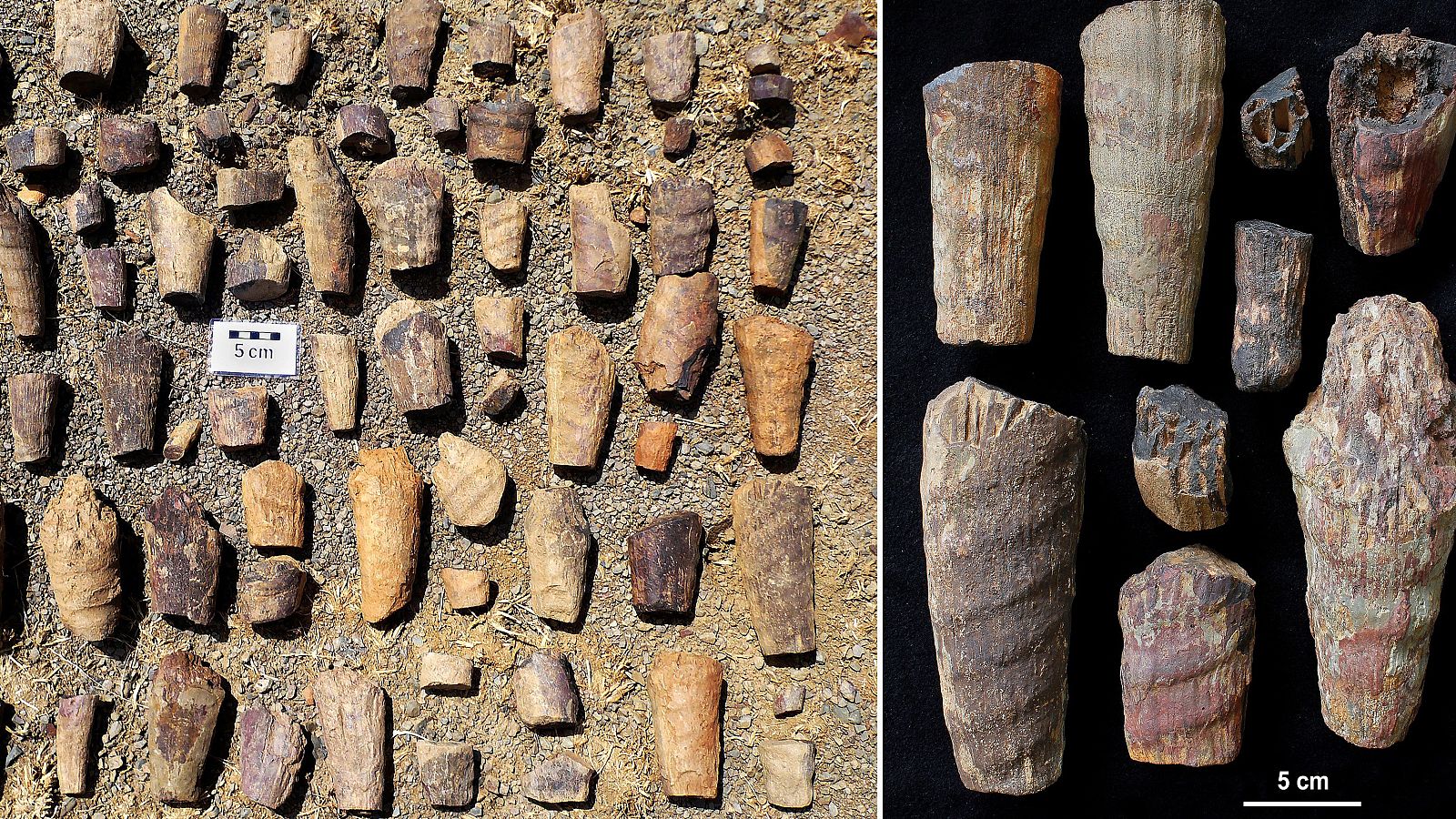 Un equipo de científicos descubre un "raro fósil marino" de hace 465 millones de años en Cabañeros