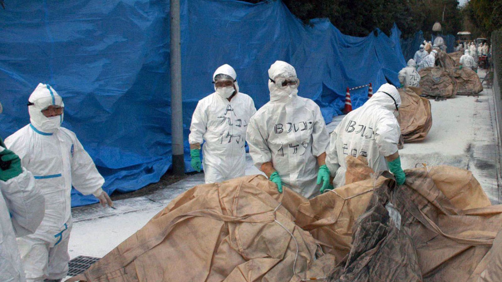 Sacrifican 210.000 aves de corral en Japón por el brote de gripe aviar