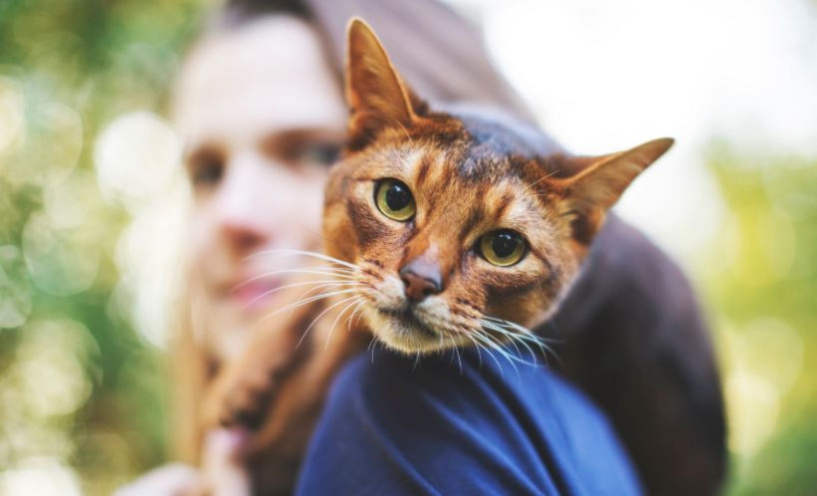 Qué gato eres según tu personalidad