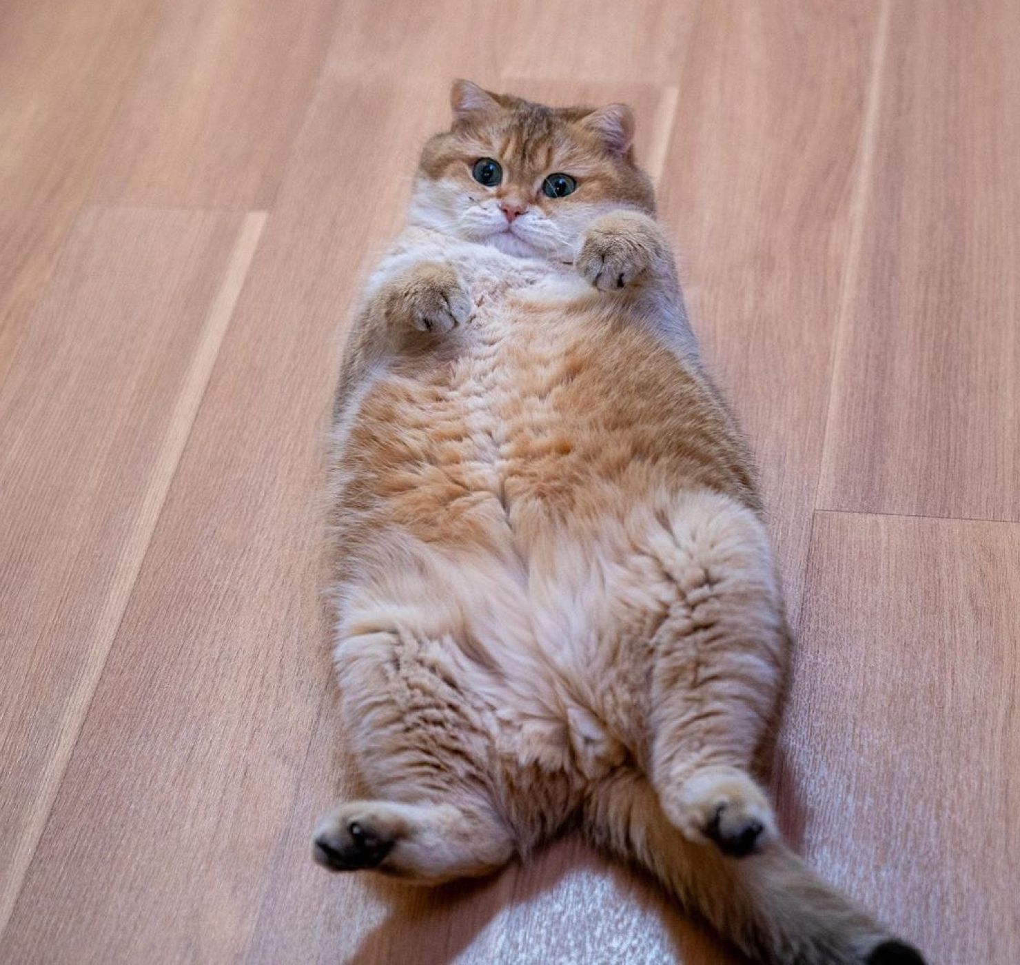 ¡Descubre qué gato eres según tu personalidad!