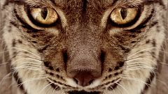 'Dehesa, el bosque del lince ibérico', el espectacular documental de un ecosistema único