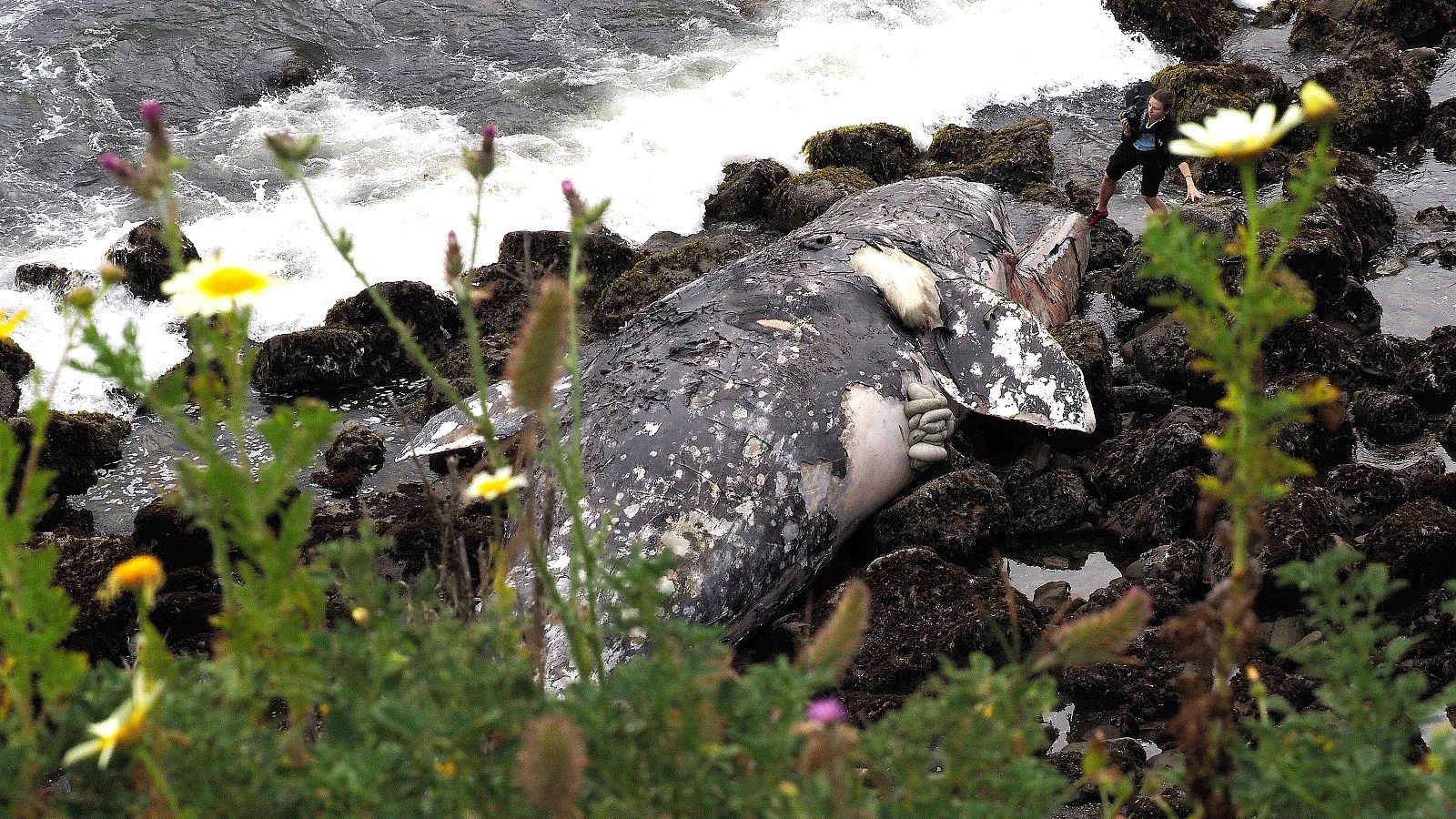 Las tormentas solares afectan a la orientación de las ballenas grises