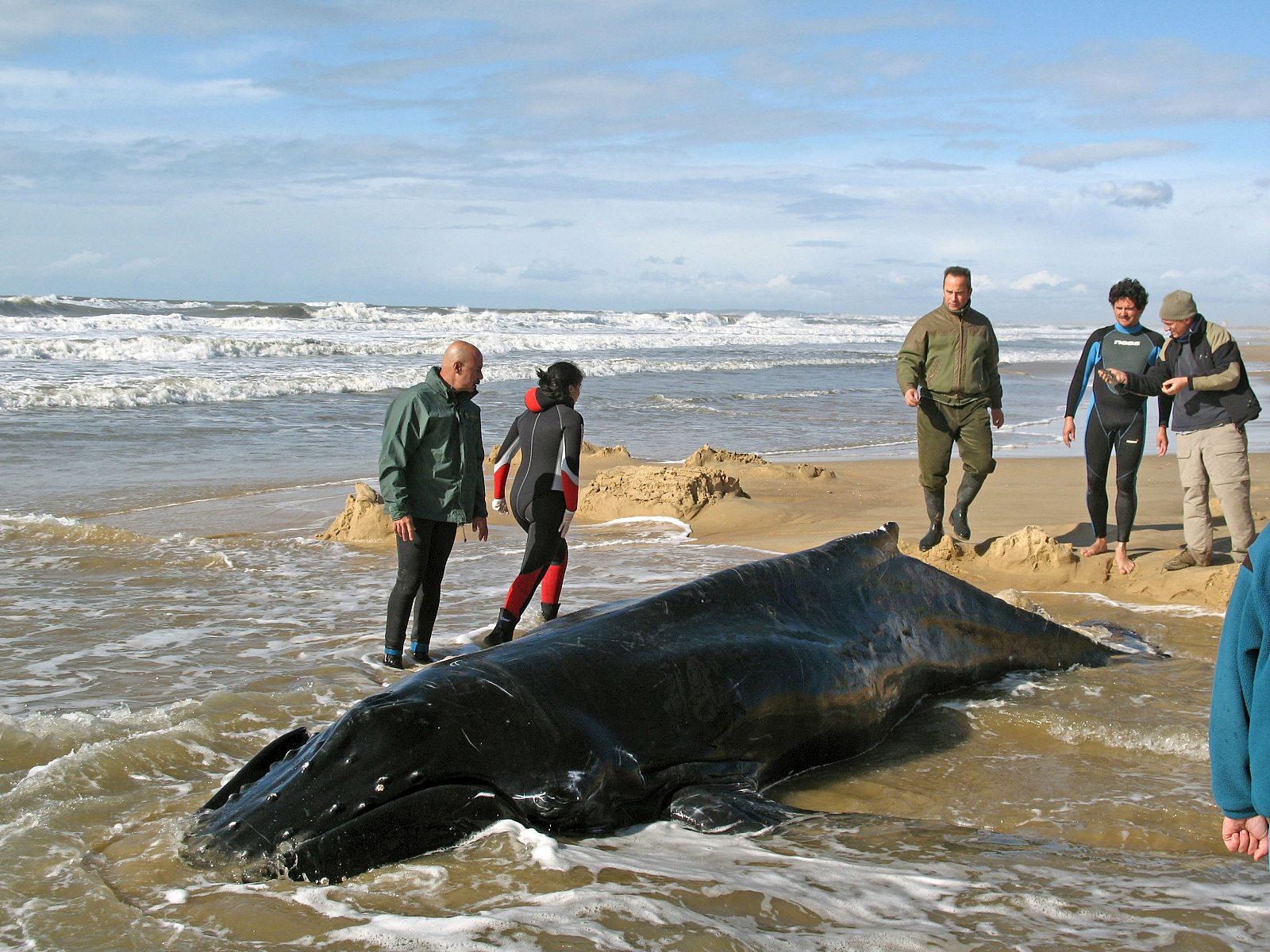LOS TÉCNICOS DEVUELVEN AL MAR LA BALLENA VARADA EN UNA PLAYA DE DOÑANA