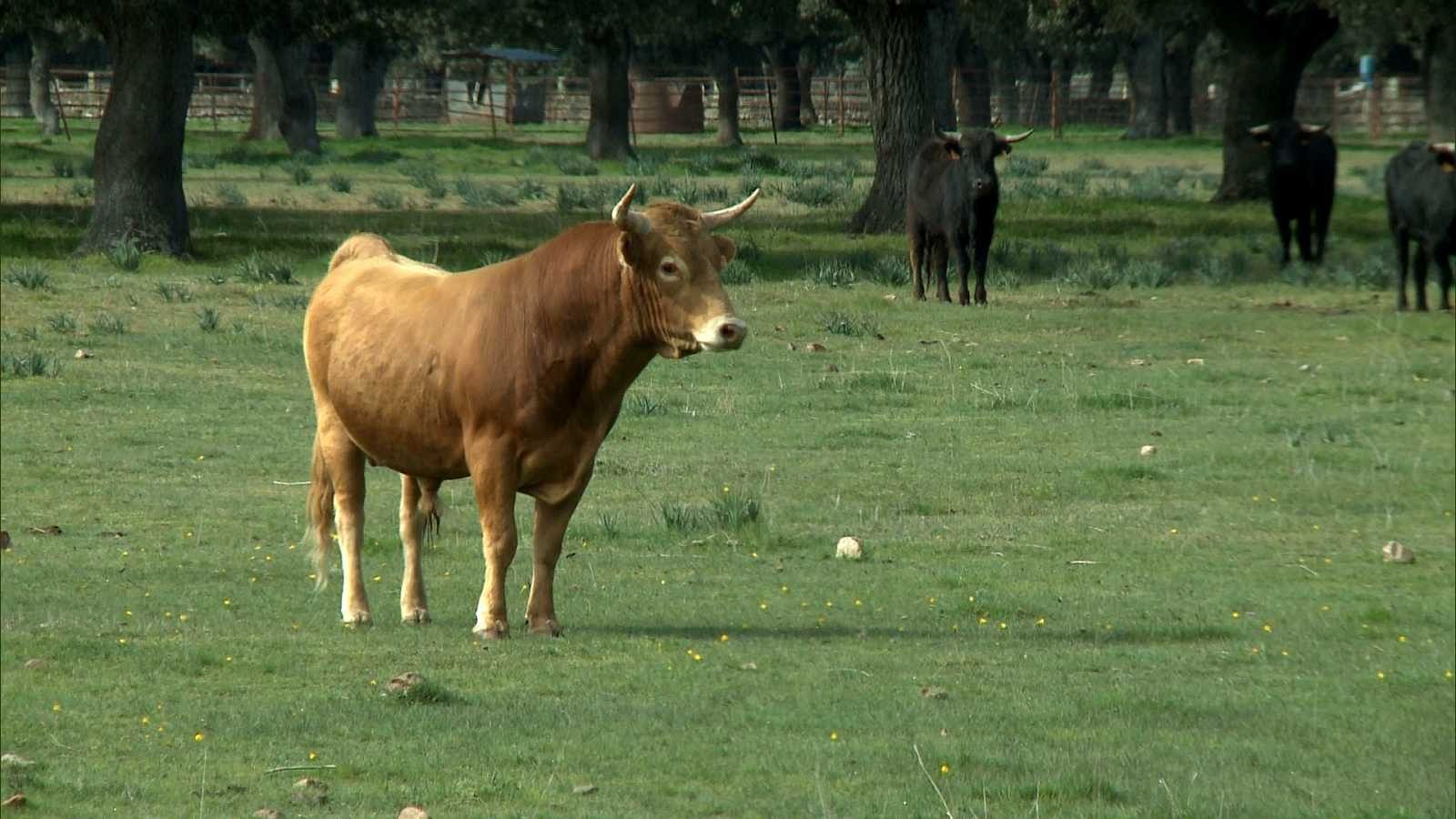 Los cirujanos taurinos y los valores del toreo, en 'Tendido cero'