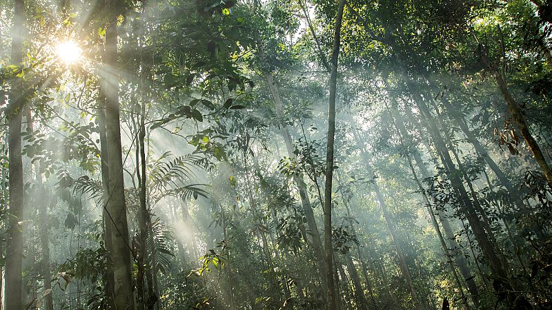 Ecosistemas como el Amazonas podrían sufrir un colapso en 50 años