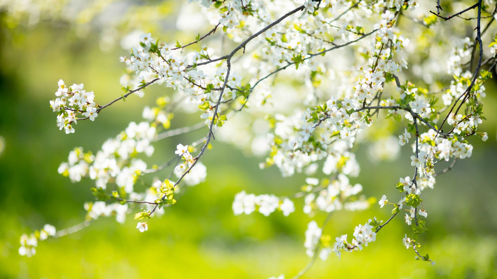 Un árbol de cerezo un día de primavera