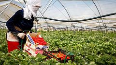 Agricultura advierte sobre la falta de temporeros para la campaña de recogida de la fruta