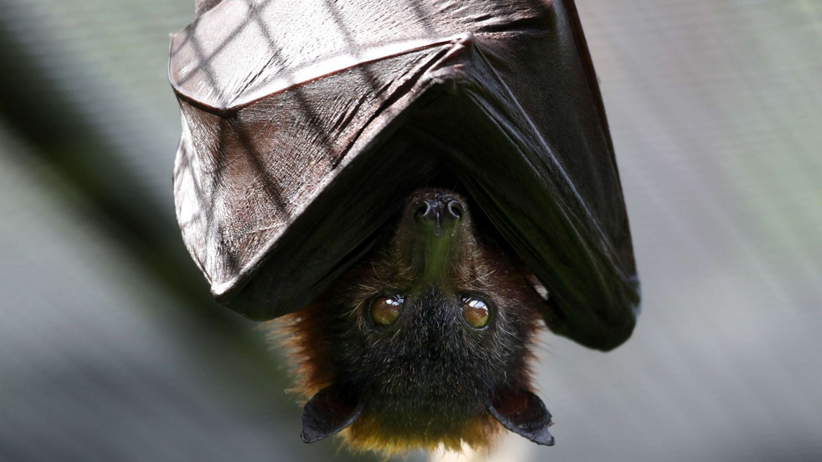 Murciélago de la fruta en el zoo de Oakland, California, EE.UU.