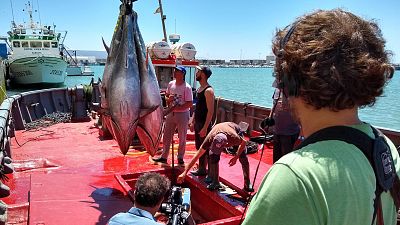 'Crnicas' muestra la tcnica de pesca milenaria de la almadraba