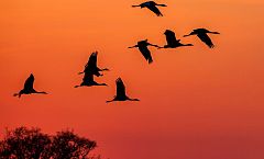 ¿Cuáles son las grandes amenazas para las aves migratorias?