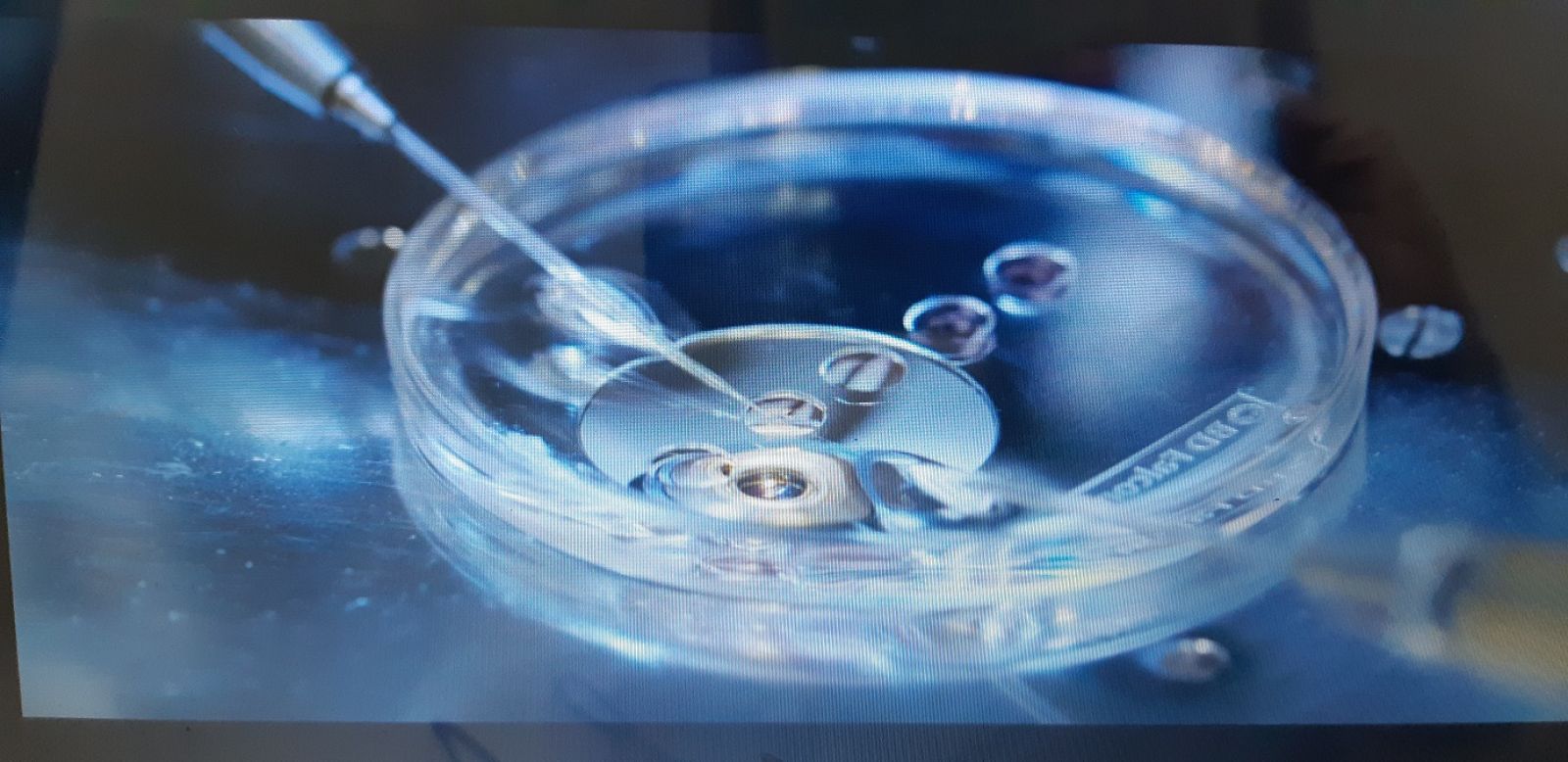 'La naturaleza humana'