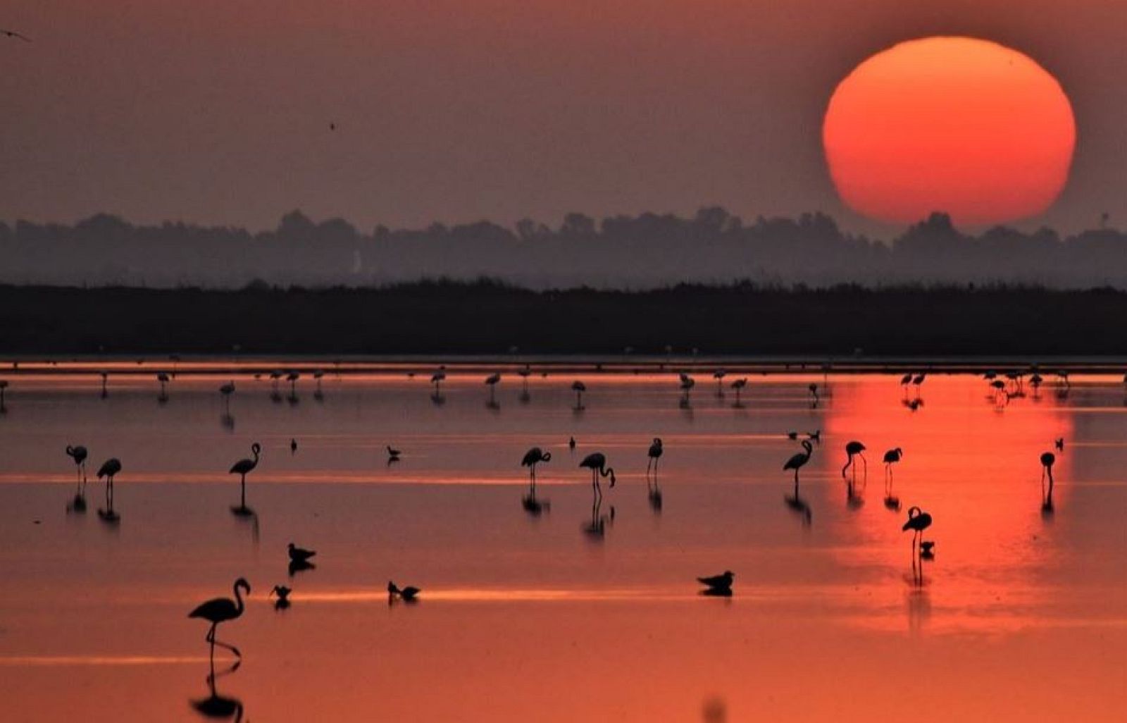 Preciosas vistas de Doñana