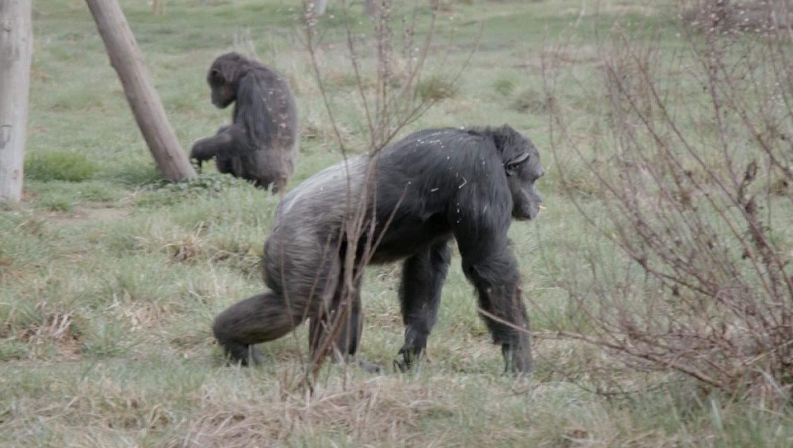 La Fundació Mona a 'La meva mascota i jo'