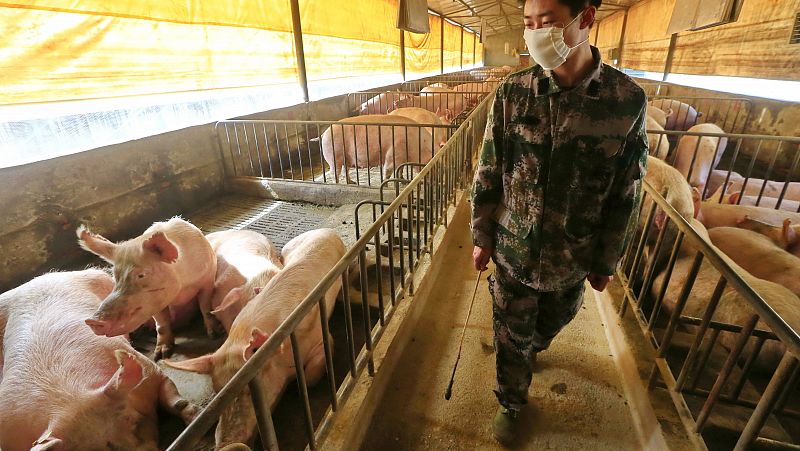 Científicos chinos alertan de una nueva gripe porcina con capacidad para convertirse en pandémica