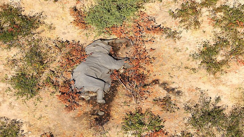 Gran preocupación entre los conservacionistas por la misteriosa muerte de centenares de elefantes en Botsuana