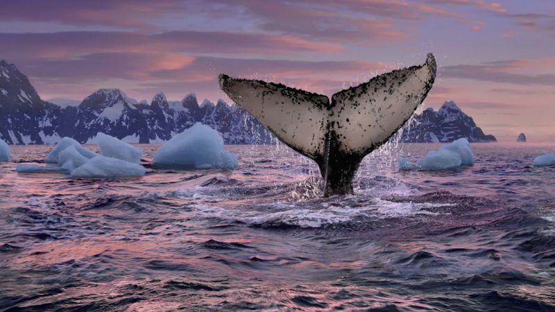 Día Mundial de las Ballenas y los Delfines: conciencia sobre su caza furtiva