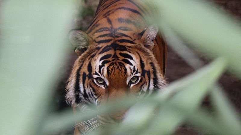 Día Mundial del Tigre: actualmente no hay ni 2.000 ejemplares en libertad de esta especie en peligro de extinción