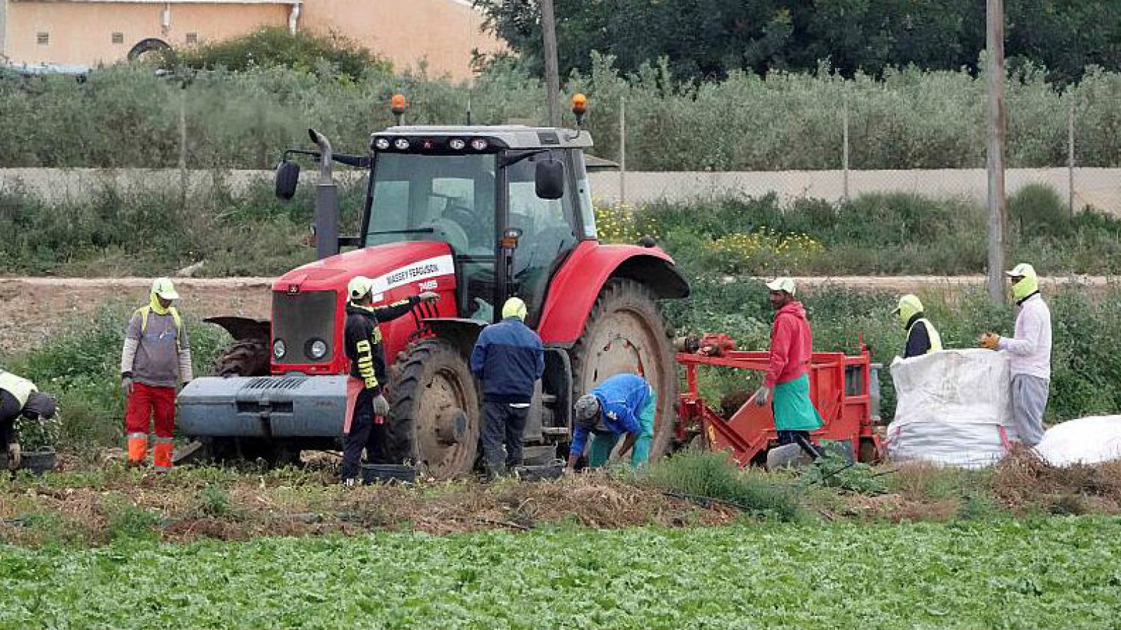Libre sin fianza el jefe del temporero muerto de un golpe de calor en Lorca