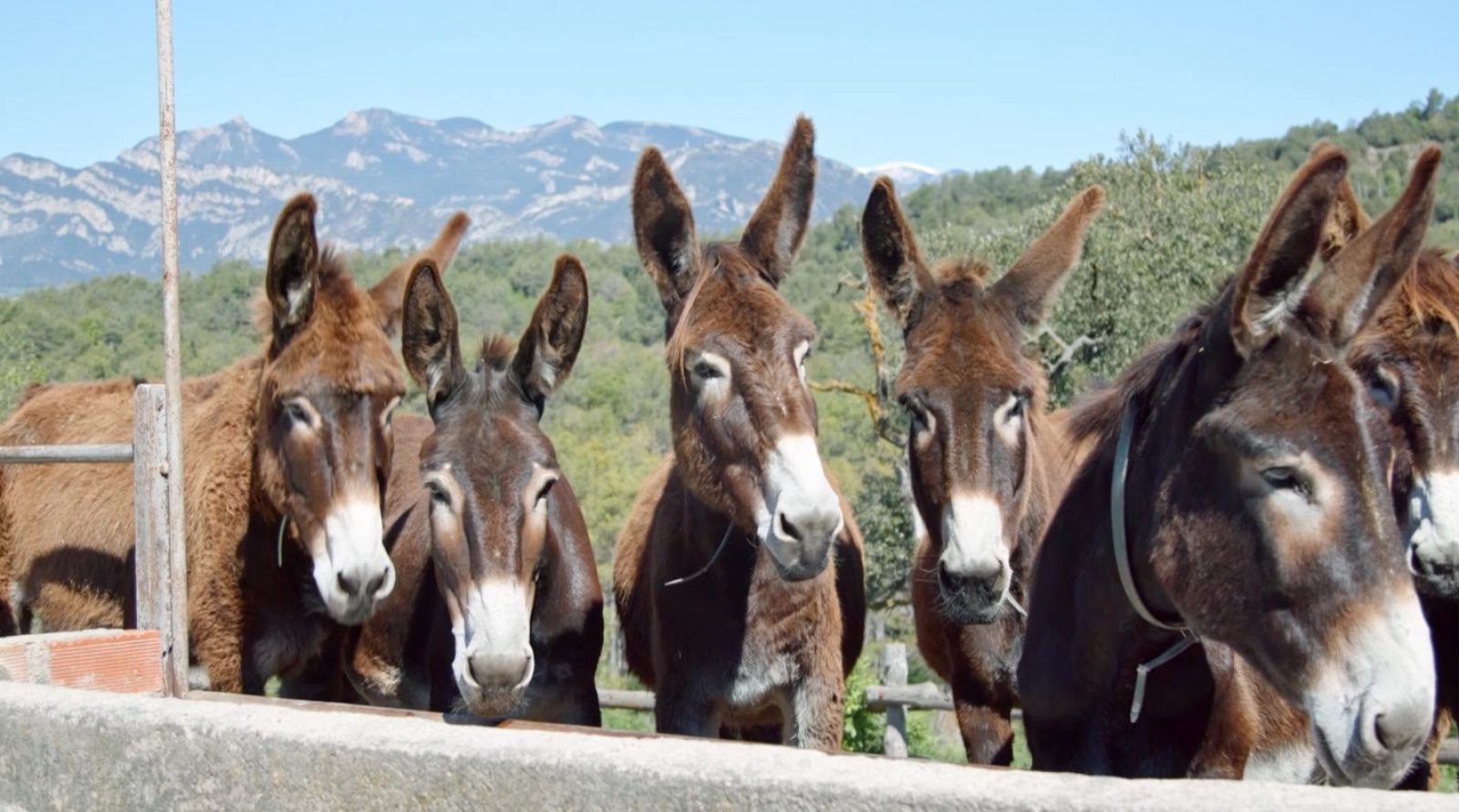 rucs-catalans-al-centre-fuives