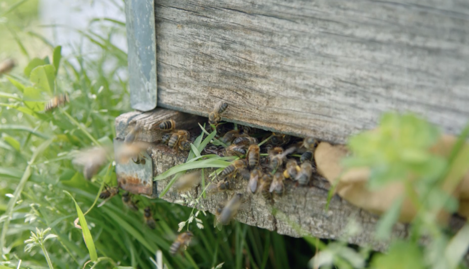 'La meva mascota i jo'