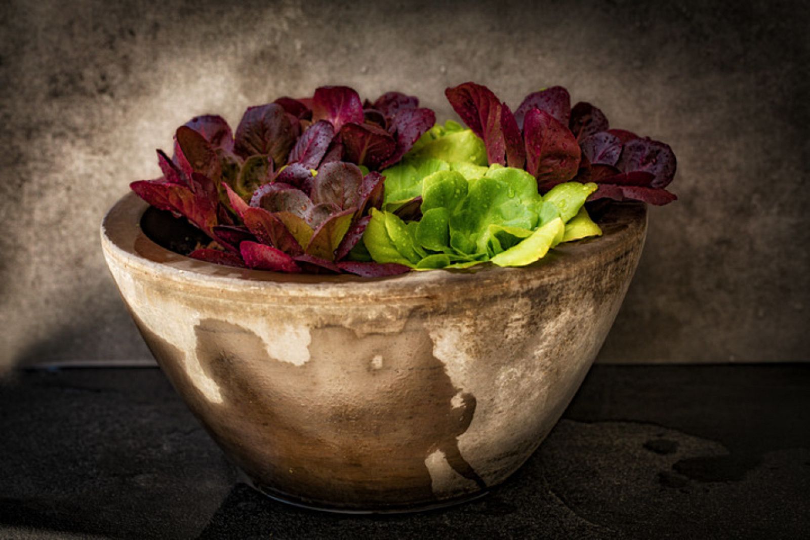 Aquí la Tierra - Variedad de lechugas en maceta