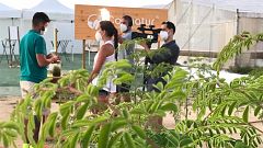 ¿Qué es la moringa y por qué está tan de moda?