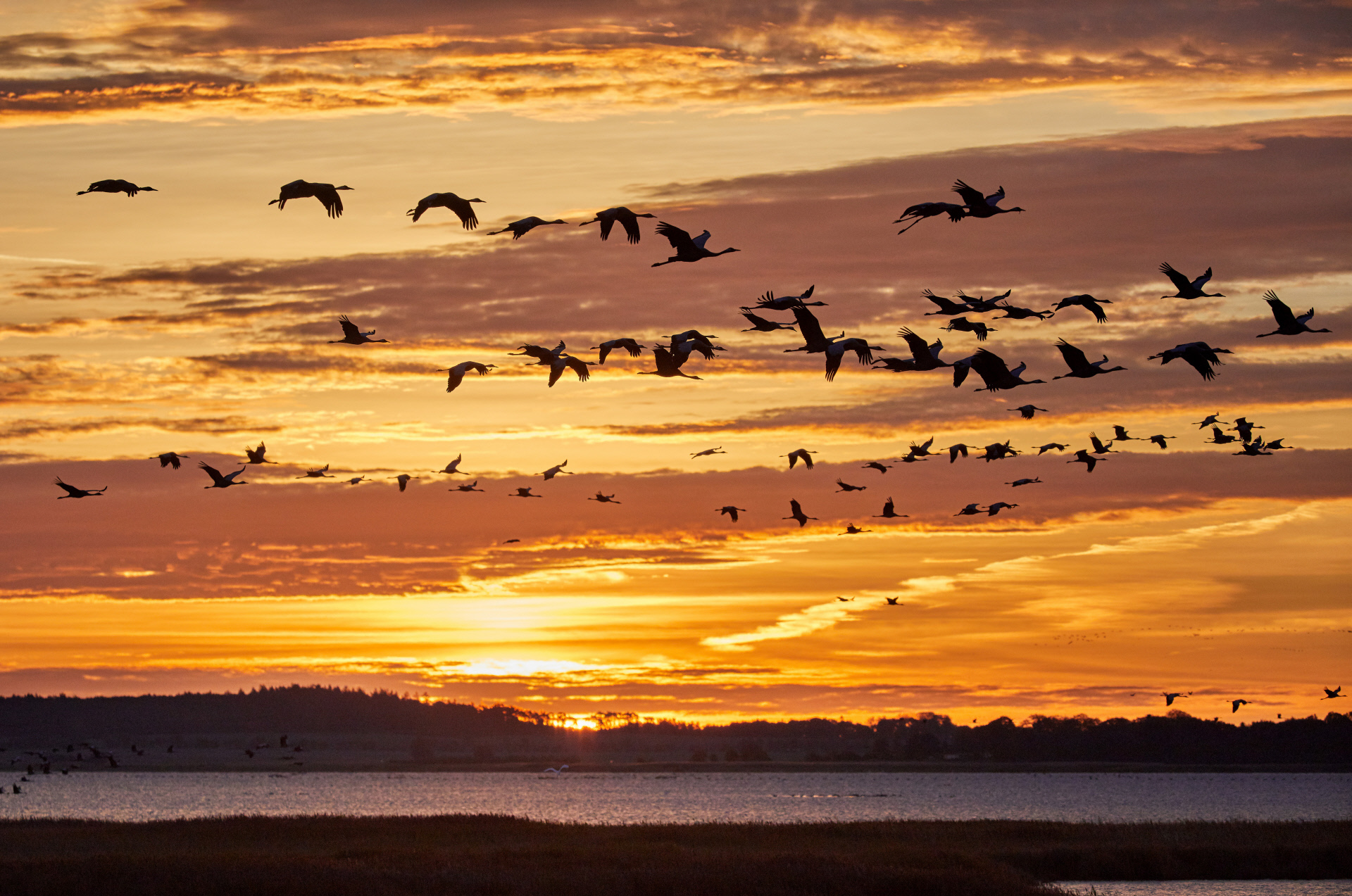 Día Mundial de las Aves Migratorias: ¿por qué dejan de emigrar?