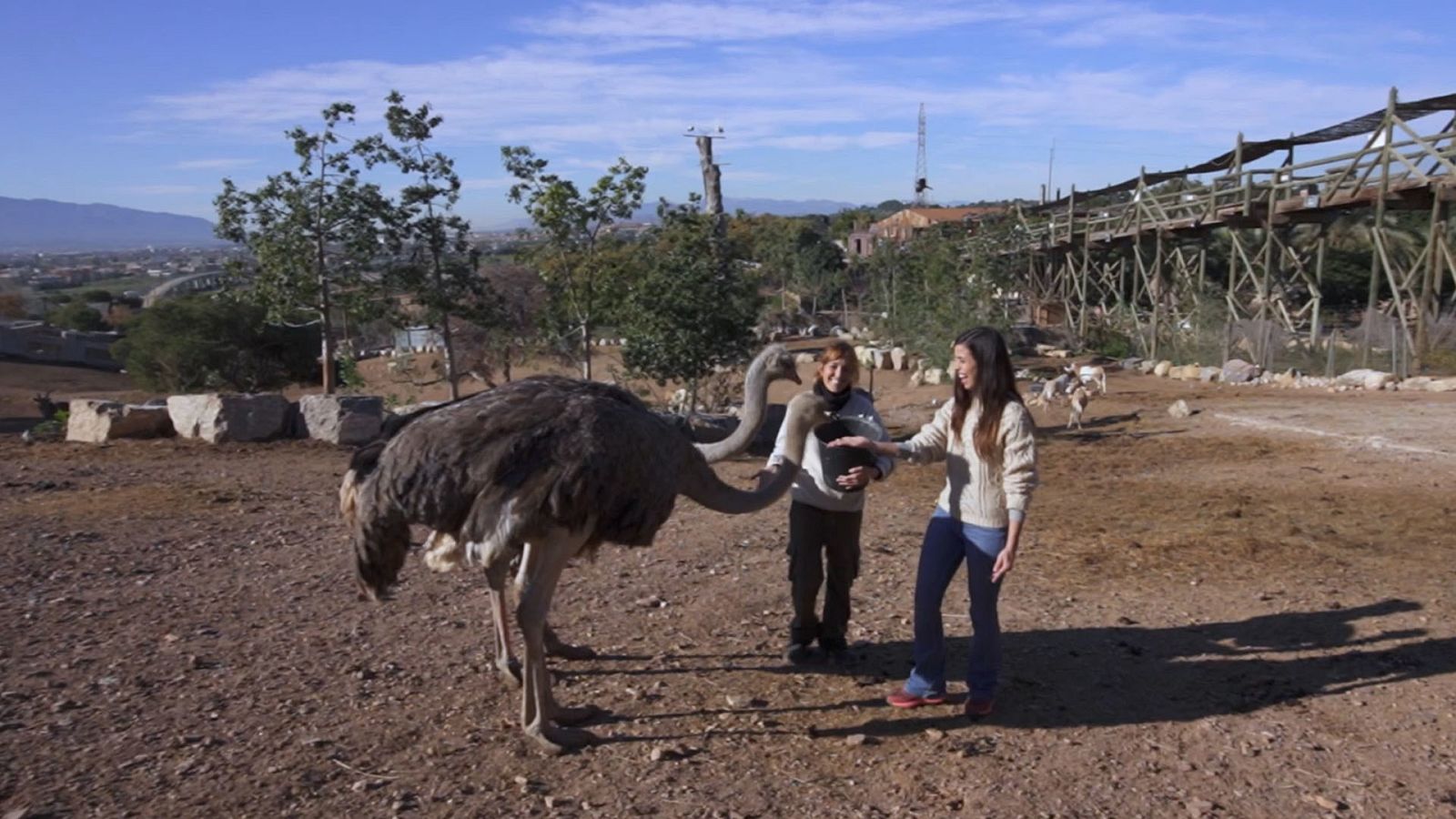 El avestruz es el animal bípedo más veloz del planeta