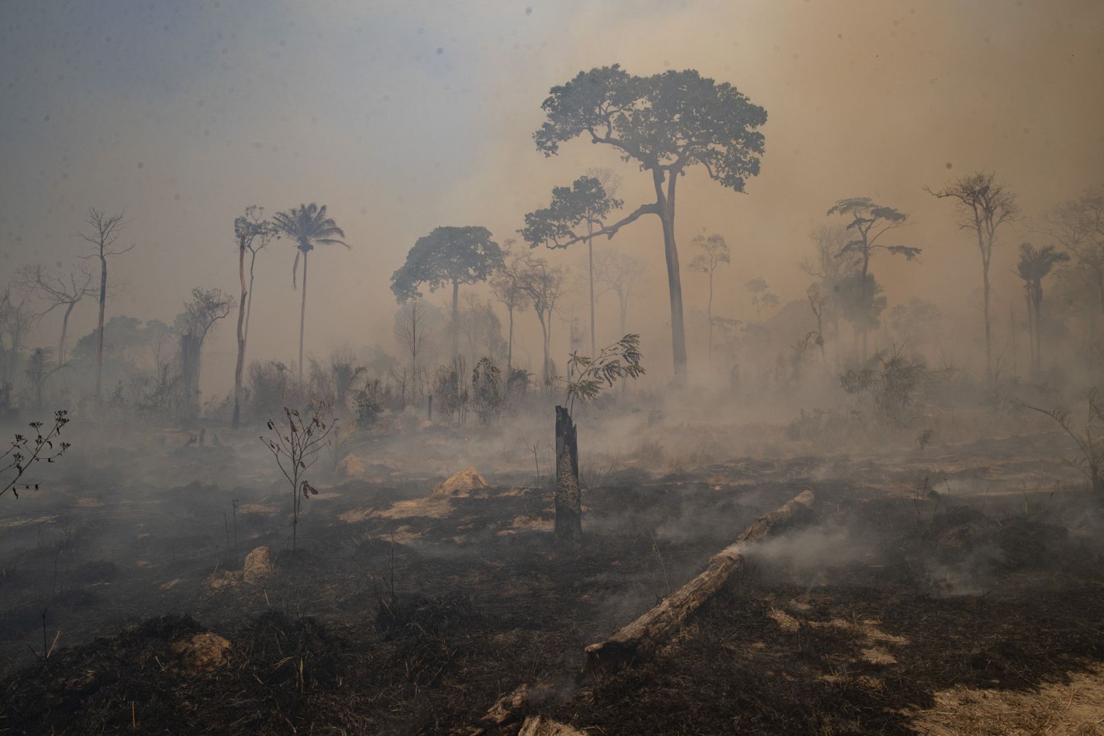 Efectos del cambio climático: mayores incendios